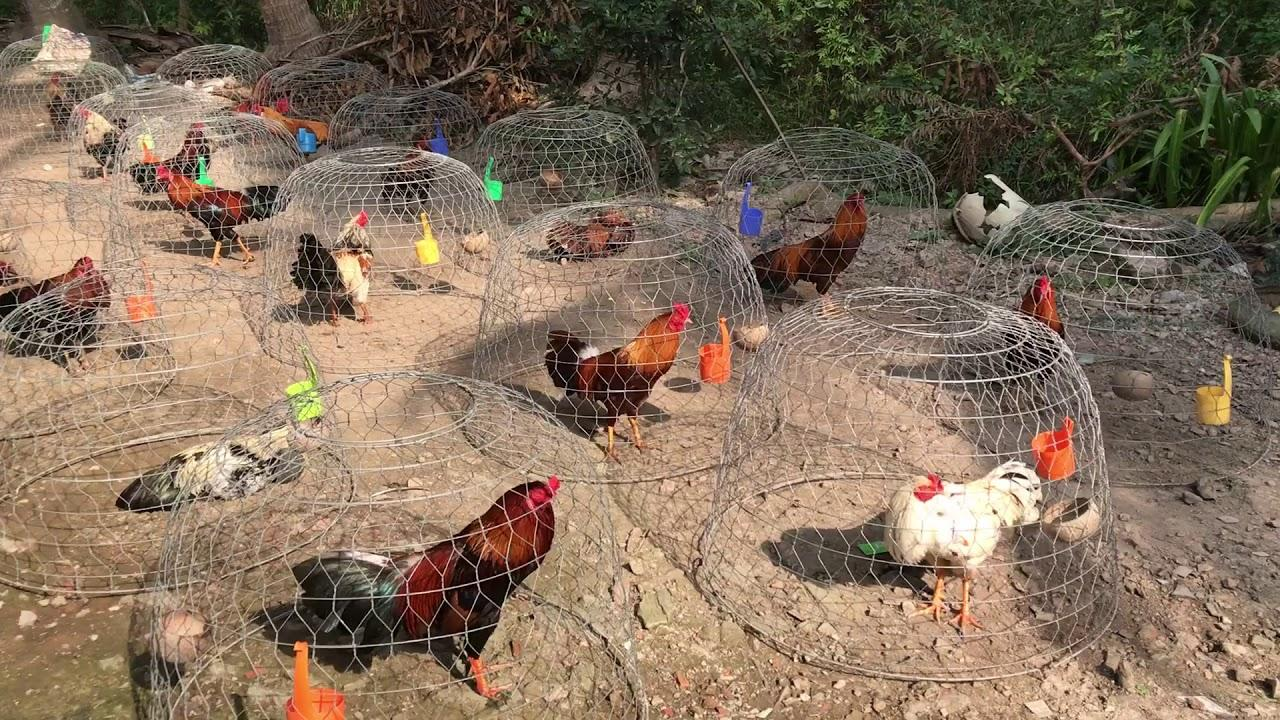 Kỹ thuật nuôi và huấn luyện gà đá cựa sắt trong thực tế